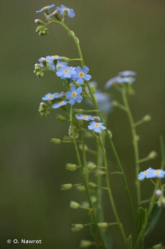 <i>Myosotis martini</i> Sennen, 1926 © O. Nawrot