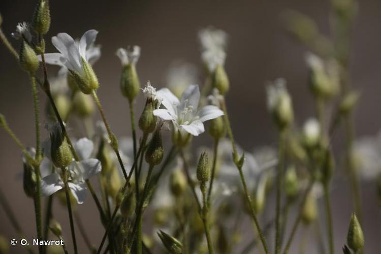 <i>Minuartia villarsii</i> (Balb.) Wilczek & Chenevard, 1912 © O. Nawrot