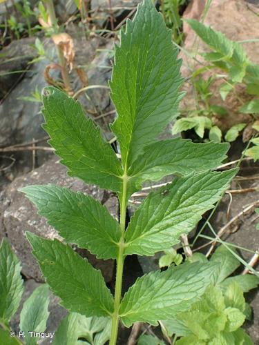 <i>Valeriana officinalis </i>L., 1753 subsp.<i> officinalis</i> © H. Tinguy