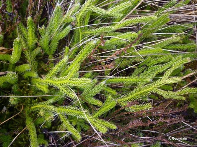 <i>Lycopodium clavatum</i> L., 1753 © P. Gourdain