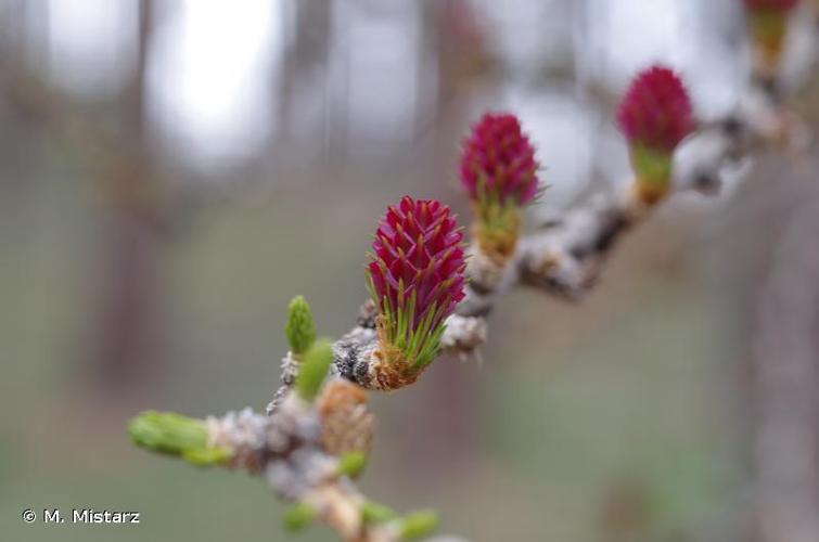 <i>Larix decidua</i> Mill., 1768 © M. Mistarz