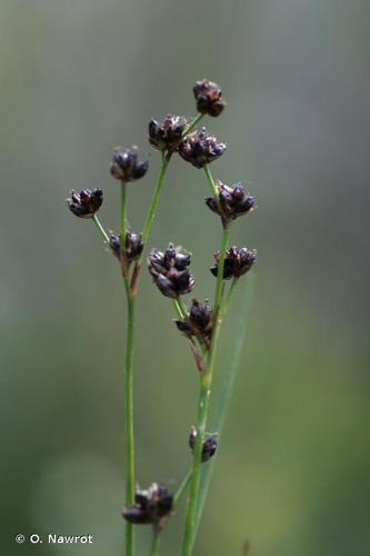 <i>Juncus alpinoarticulatus </i>Chaix, 1785 subsp.<i> alpinoarticulatus</i> © O. Nawrot