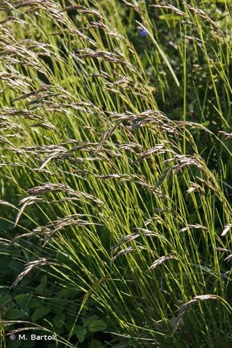 <i>Festuca eskia</i> Ramond ex DC., 1805 © M. Bartoli