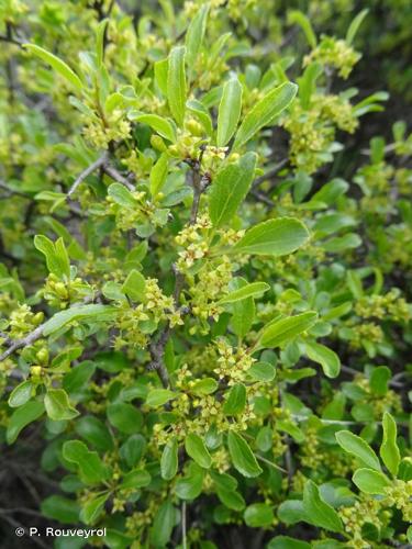 <i>Pyrus spinosa</i> Forssk., 1775 © P. Rouveyrol