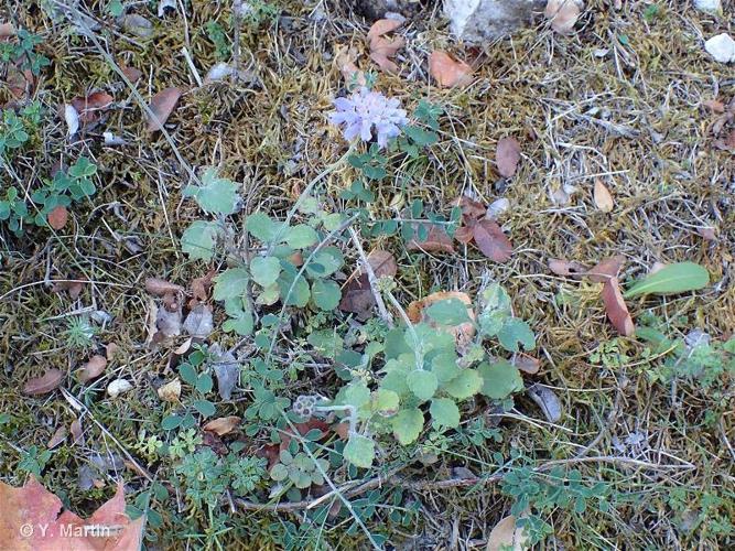 <i>Scabiosa cinerea</i> Lapeyr. ex Lam., 1792 © 