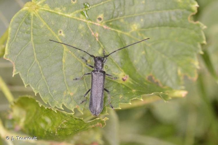 <i>Stenostola ferrea ferrea</i> (Schrank, 1776) © J. Touroult