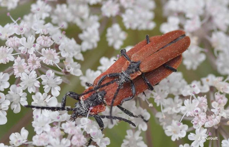 <i>Lygistopterus sanguineus</i> (Linnaeus, 1758) © J. Touroult