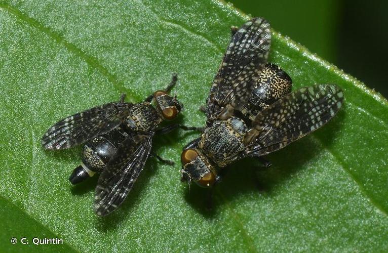 <i>Platystoma seminationis</i> (Fabricius, 1775) © C. Quintin