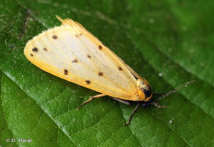 <i>Setina irrorella</i> (Linnaeus, 1758) © D. Morel