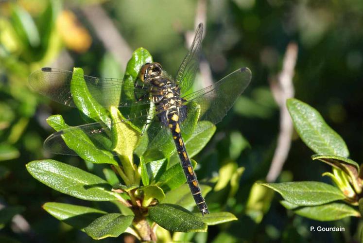 <i>Leucorrhinia dubia</i> (Vander Linden, 1825) © P. Gourdain