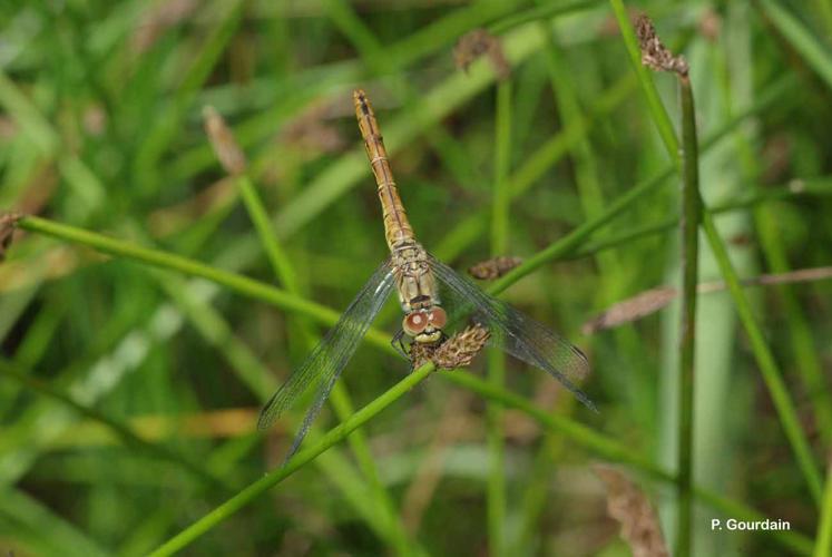 <i>Sympetrum striolatum</i> (Charpentier, 1840) © P. Gourdain