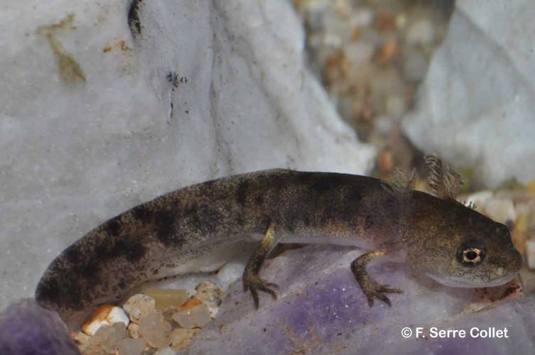 <i>Salamandra salamandra</i> (Linnaeus, 1758) © F. Serre Collet