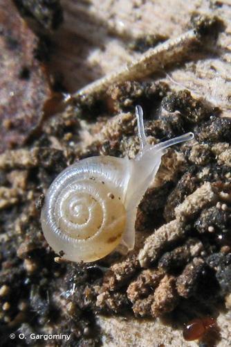 <i>Vallonia pulchella</i> (O.F. Müller, 1774) © O. Gargominy