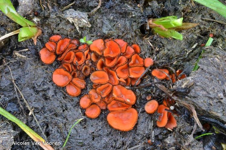 <i>Scutellinia patagonica</i> (Rehm) Gamundí © Nicolas Van Vooren