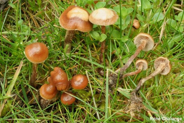 <i>Psilocybe inquilina</i> (Fr. : Fr.) Bres. © R. Chalange