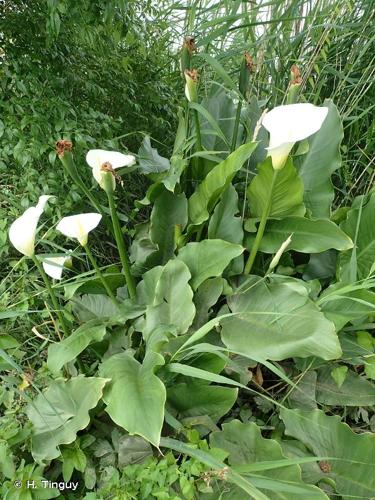 <i>Zantedeschia aethiopica</i> (L.) Spreng., 1826 © H. Tinguy