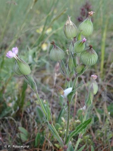 <i>Silene conica</i> L., 1753 © P. Rouveyrol