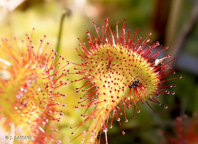 <i>Drosera rotundifolia</i> L., 1753 © J. LAIGNEL