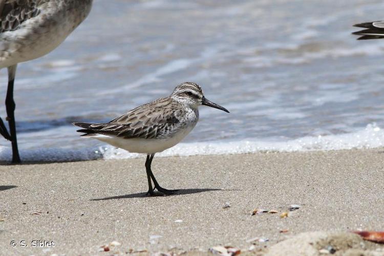 <i>Calidris falcinellus</i> (Pontoppidan, 1763) © S. Siblet