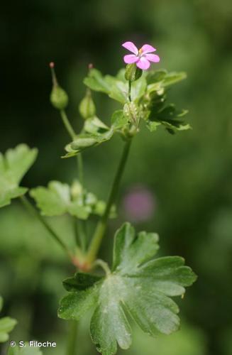 <i>Geranium lucidum</i> L., 1753 © S. Filoche