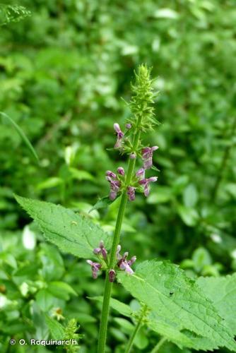 <i>Stachys sylvatica</i> L., 1753 © O. Roquinarc'h