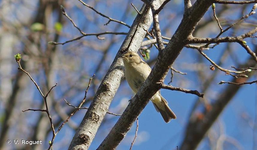 <i>Phylloscopus collybita tristis</i> Blyth, 1843 © V. Roguet