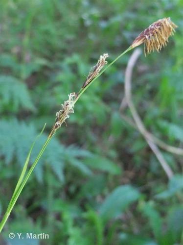 <i>Carex sempervirens</i> Vill., 1787 © 