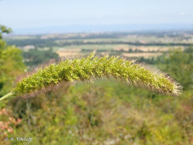 <i>Setaria italica </i>subsp.<i> pycnocoma</i> (Steud.) de Wet, 1981 © H. TINGUY