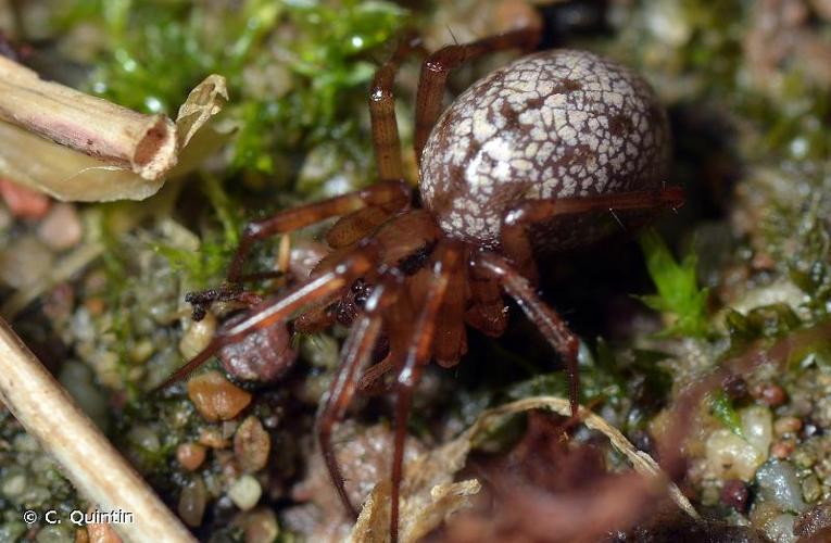 <i>Stemonyphantes lineatus</i> (Linnaeus, 1758) © C. Quintin