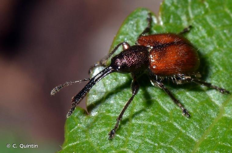 <i>Tatianaerhynchites aequatus</i> (Linnaeus, 1767) © C. Quintin