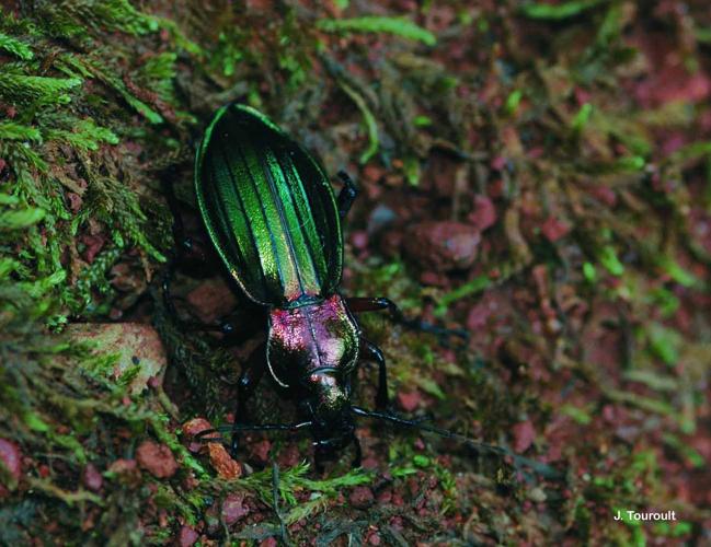 <i>Carabus auronitens festivus</i> Dejean, 1826 © J. Touroult