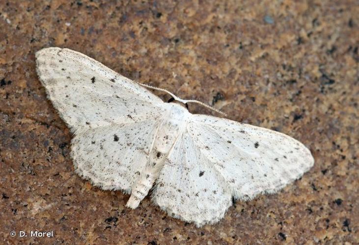 <i>Idaea seriata</i> (Schrank, 1802) © D. Morel