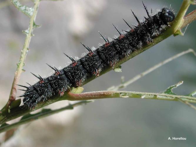 <i>Nymphalis antiopa</i> (Linnaeus, 1758) © A. Horellou