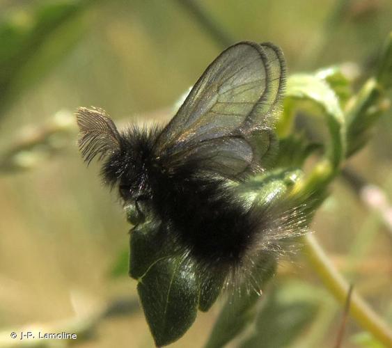 <i>Ptilocephala pyrenaella</i> (Herrich-Schäffer, 1852) © J-P. Lamoline