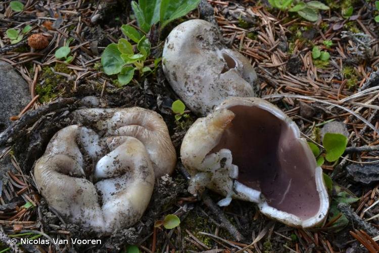 <i>Sarcosphaera coronaria</i> (Jacquin) Boud. © Nicolas Van Vooren