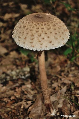 <i>Macrolepiota procera</i> (Scop. : Fr.) Singer, 1948 © Y. Sellier