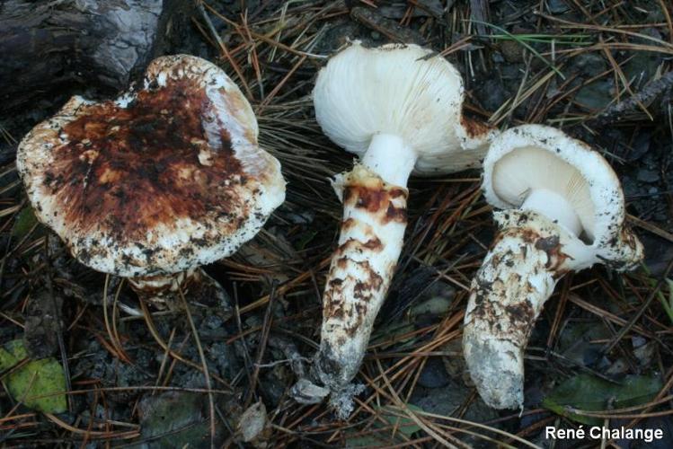 <i>Tricholoma caligatum</i> (Viviani) Ricken © R. Chalange