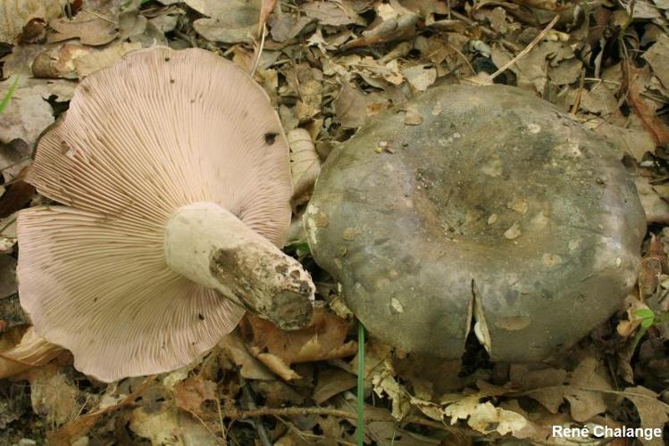 <i>Russula anthracina</i> Romagn., 1962 © R. Chalange