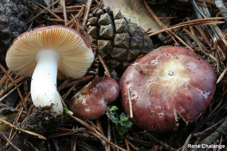 <i>Russula cessans</i> A. Pearson, 1950 © R. Chalange