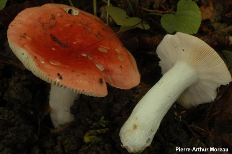 <i>Russula rubra</i> (Lamarck : Fr.) Fr. © PA. Moreau