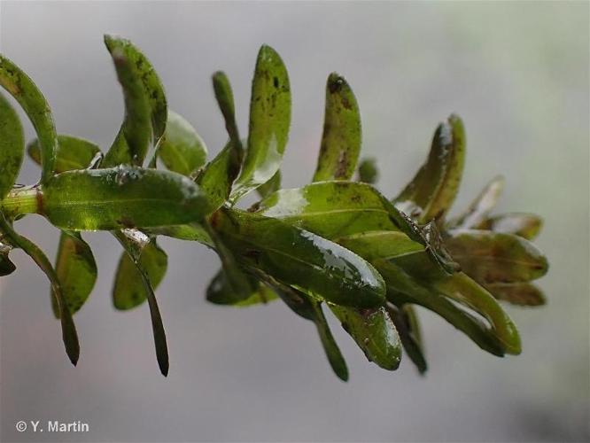 <i>Elodea canadensis</i> Michx., 1803 © 