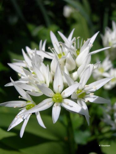 <i>Allium ursinum</i> L., 1753 © P. Gourdain