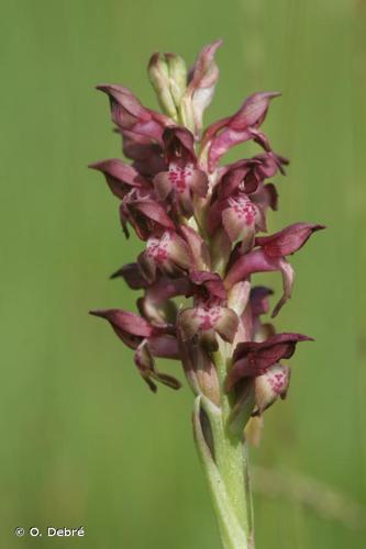 <i>Anacamptis coriophora</i> (L.) R.M.Bateman, Pridgeon & M.W.Chase, 1997 © O. Debré