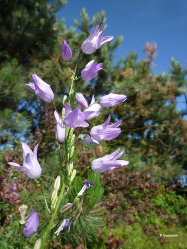 <i>Campanula rapunculus</i> L., 1753 © P. Gourdain