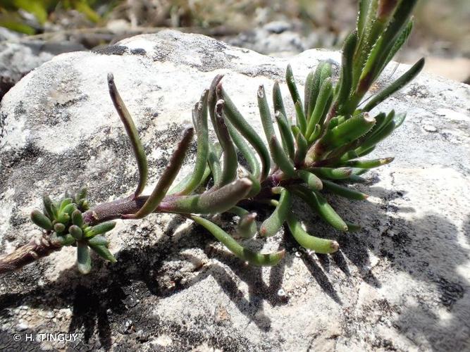 <i>Iberis saxatilis</i> L., 1756 © H. TINGUY