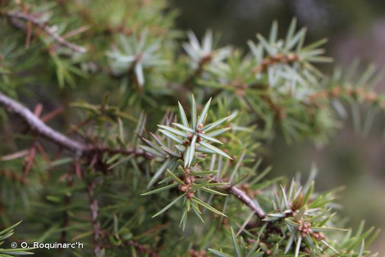 <i>Juniperus communis</i> L., 1753 © O. Roquinarc'h