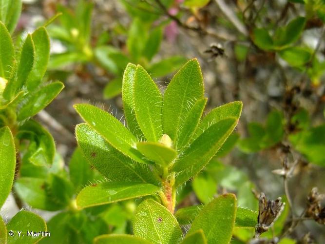 <i>Rhododendron hirsutum</i> L., 1753 © Y. Martin