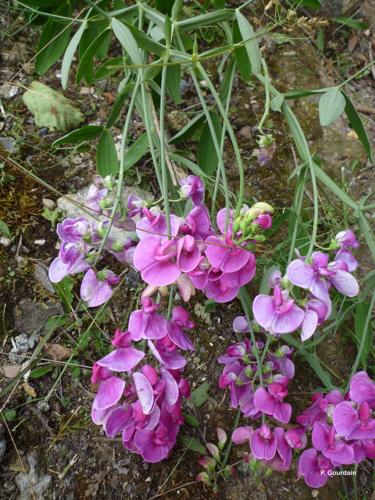 <i>Lathyrus latifolius</i> L., 1753 © P. Gourdain