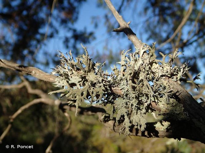 <i>Pseudevernia furfuracea</i> (L.) Zopf, 1903 © A.-H. Paradis & R. Poncet