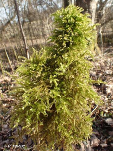 <i>Eurhynchium striatum</i> (Hedw.) Schimp. © H. TINGUY